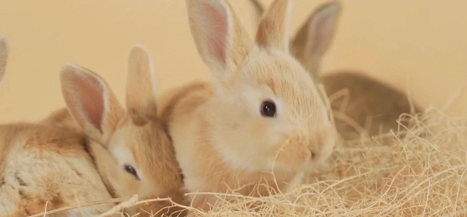 Perfect facilities for your pets - okeli lights