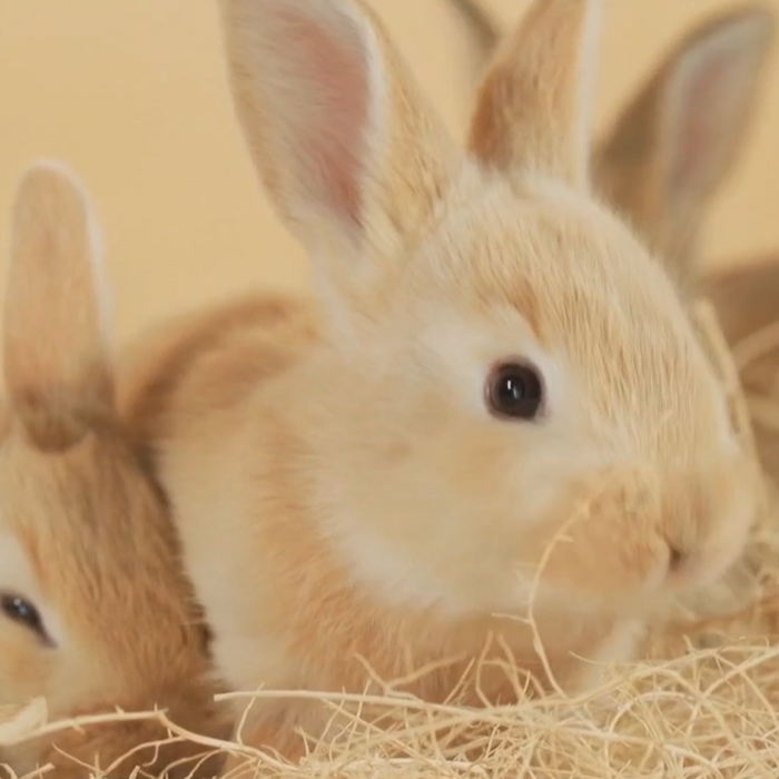 Perfect facilities for your pets